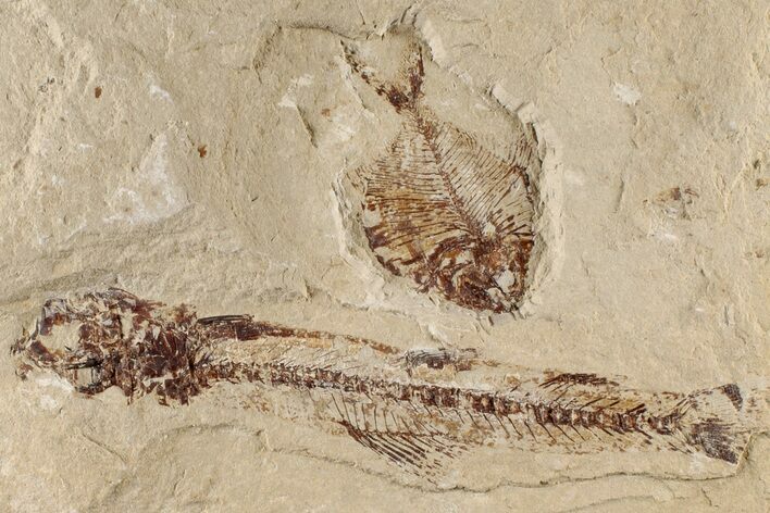 Cretaceous Fish (Diplomystus & Charitosomus) Fossils - Lebanon